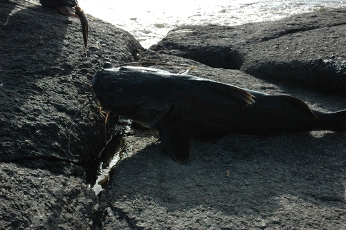 Black manguruyu (Zungaro zungaro) — Pimelodidae