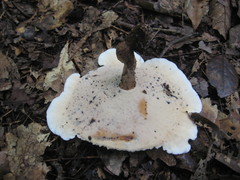 Microporellus dealbatus