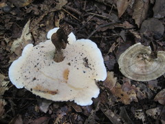 Microporellus dealbatus