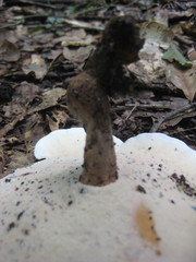 Microporellus dealbatus