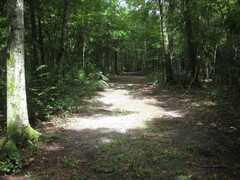 Microporellus dealbatus