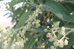 Lippia umbellata