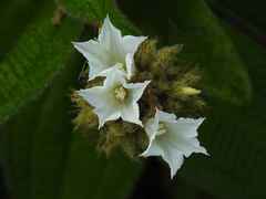 Jacquemontia guianensis