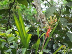 Aechmea tillandsioides