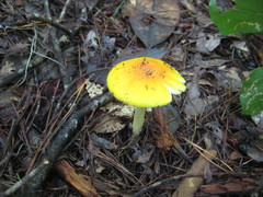 Amanita flavivolva
