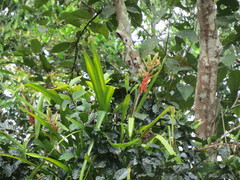 Aechmea tillandsioides