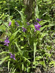 Tradescantia ernestiana