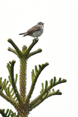 Gray-Streaked Flycatcher photo 5