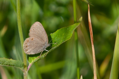 Coenonympha haydenii