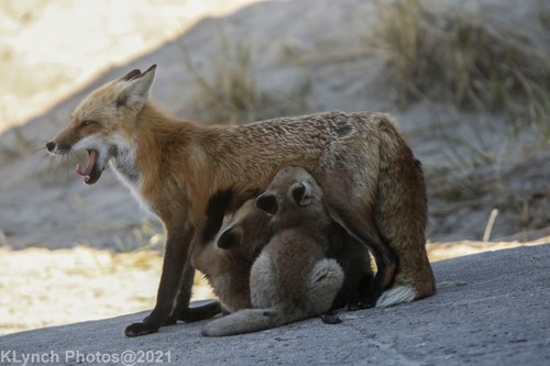 Red Fox photographed in Massachusetts