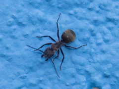 Camponotus arboreus