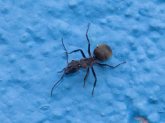 Camponotus arboreus