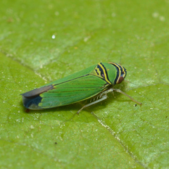 Tylozygus geometricus