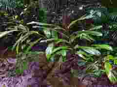 Renealmia floribunda