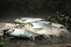 Hydrolycus