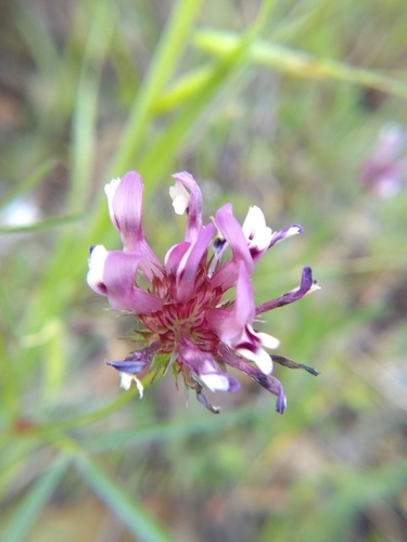 iNaturalist observation photo of tomcat clover