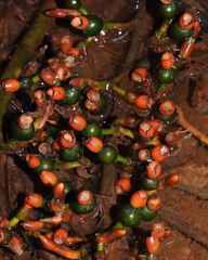 Renealmia floribunda