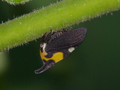 Enchophyllum quinquemaculatum