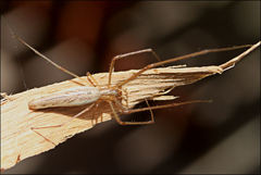 Tetragnatha valida