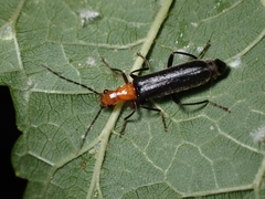Euthalia phemius