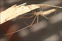 Tetragnatha valida
