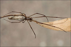 Tetragnatha valida