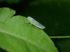 Euthalia phemius