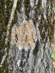 Brigantiaea leucoxantha