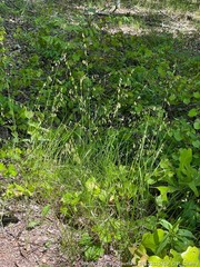 Melica mutica