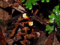 Renealmia floribunda