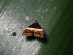 Euthalia phemius