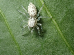 Euthalia phemius