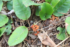 Epigaea
