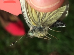 Pieris marginalis