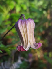 Clematis reticulata