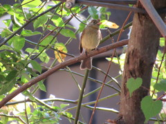 Empidonax occidentalis