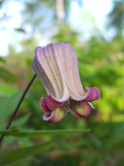 Clematis reticulata