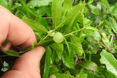 Amphibolips quercusracemaria