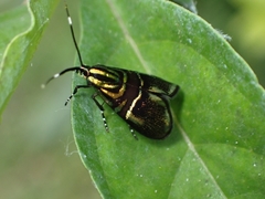 Euthalia phemius
