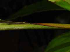 Renealmia floribunda