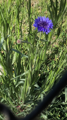 Centaurea cyanus
