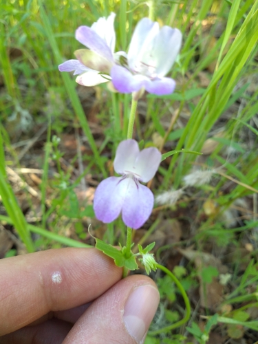 iNaturalist observation photo of Purple Chinese Houses