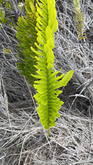 Polypodium pellucidum vulcanicum