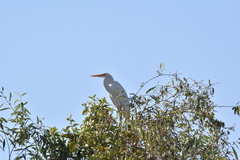 Ardea alba