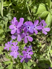 Phlox pilosa