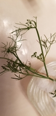 Cyclospermum