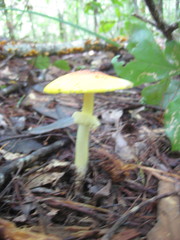 Amanita flavivolva