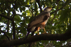 Accipiter bicolor