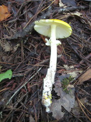 Amanita flavivolva