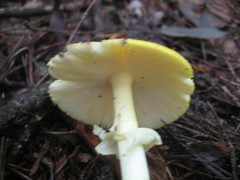 Amanita flavivolva